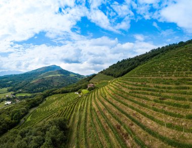 Bask ülkesinde İrrouleguy Üzüm bağları, Fransa