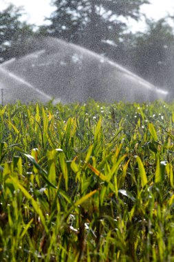 Tarım bahçesindeki genç yeşil mısır tarlasını sulama sistemi su püskürtücüsü ile suluyor.