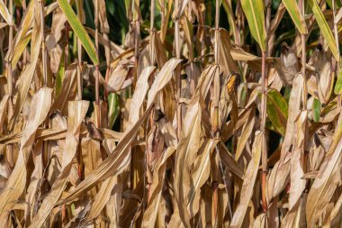 Tarım alanında yeşil yapraklı mısır koçanı büyür.