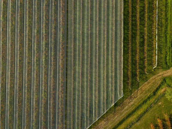 Flygfoto över växthuset, Landskap Jordbruk — Stockfoto
