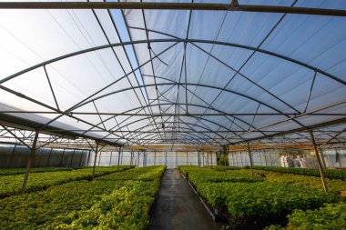 Sarmaşık yetiştirme, sera, sera, Bordeaux Üzüm bağı.