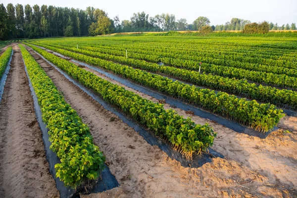 Cultivo de vides, viveros, campo, plantación, viñedo de Burdeos — Foto de Stock