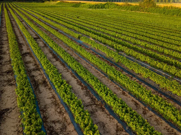 Asma, fidanlık, tarla, ekin, Bordeaux Üzüm bağı.
