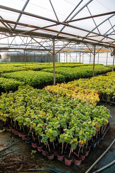 Sarmaşık yetiştirme, sera, sera, Bordeaux Üzüm bağı.