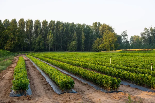 Cultivo de vides, viveros, campo, plantación, viñedo de Burdeos — Foto de Stock