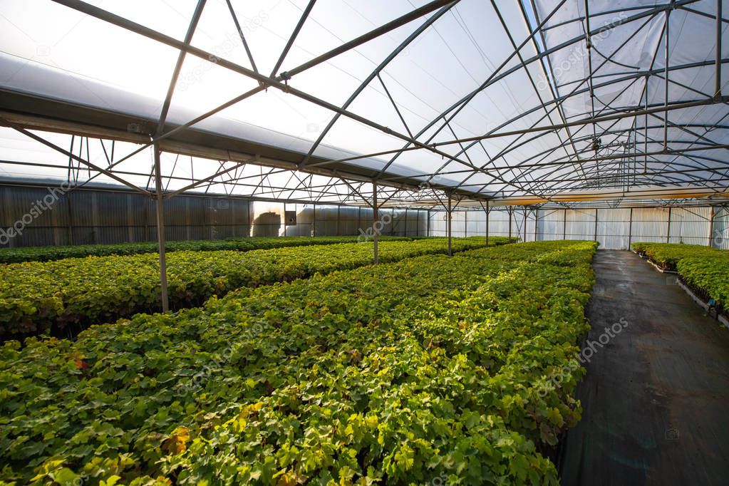 Cultivation of vines under glasshouse, nurseries, greenhouse plantation, Bordeaux Vineyard