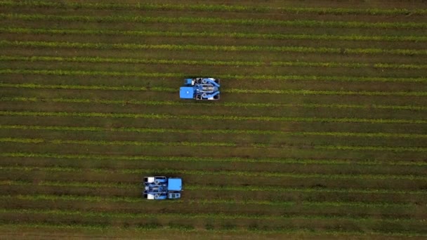 France, Gironde, September, 26-2019, Mechanical Harvesting With Four Machines For Selling, Aoc Bordeaux, Vineyard Bordelais, Gironde, Aquitaine — стокове відео
