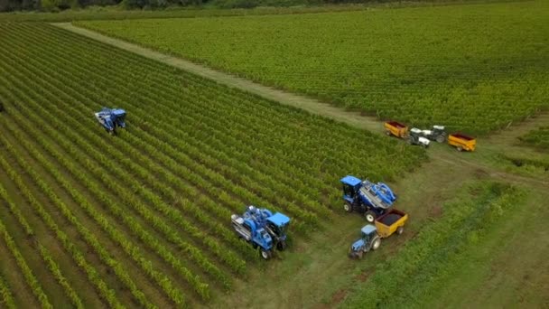 França, Gironda, Setembro, 26-2019, Colheita Mecânica Com Quatro Máquinas Para Venda, Aoc Bordeaux, Vinhedo Bordelais, Gironda, Aquitânia — Vídeo de Stock