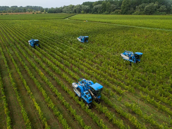 Francie, Gironde, září, 26-2019, Mechanická sklizeň se čtyřmi stroji na prodej, Aoc Bordeaux, Vineyard Bordelais, Gironde, Aquitaine — Stock fotografie