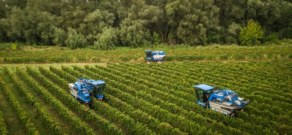 Fransa, Gironde, Eylül, 26-2019, Satmak için Dört Makineyle Mekanik Hasat, Aoc Bordeaux, Vineyard Bordelais, Gironde, Aquitaine