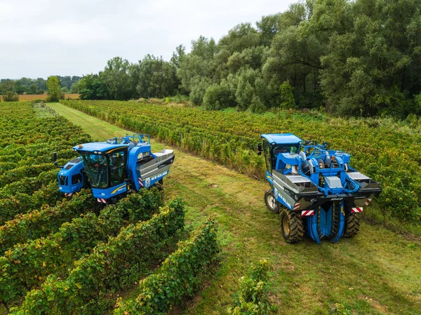 Francia, Gironda, settembre, 26-2019, Raccolta meccanica con quattro macchine per la vendita, Aoc Bordeaux, Vineyard Bordelais, Gironde, Aquitania — Foto Stock