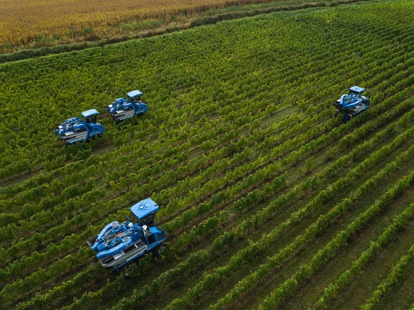 Francie, Gironde, září, 26-2019, Mechanická sklizeň se čtyřmi stroji na prodej, Aoc Bordeaux, Vineyard Bordelais, Gironde, Aquitaine — Stock fotografie