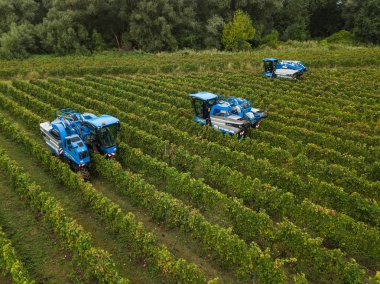 Fransa, Gironde, Eylül, 26-2019, Satmak için Dört Makineyle Mekanik Hasat, Aoc Bordeaux, Vineyard Bordelais, Gironde, Aquitaine