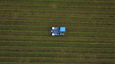 Fransa, Gironde, Eylül, 26-2019, Satmak için Dört Makineyle Mekanik Hasat, Aoc Bordeaux, Vineyard Bordelais, Gironde, Aquitaine
