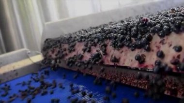 Taze kesilmiş üzümler hasat edildikten sonra, sıralama makinesiyle, Bordeaux üzüm bağıyla tanklara vardılar.