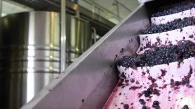 Taze kesilmiş üzümler hasat edildikten sonra, sıralama makinesiyle, Bordeaux üzüm bağıyla tanklara vardılar.