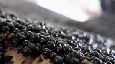 Taze kesilmiş üzümler hasat edildikten sonra, sıralama makinesiyle, Bordeaux üzüm bağıyla tanklara vardılar.