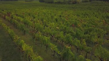 Sonbaharda Bordeaux Vineyard Havaalanı ve Vine, Yvrac, Gironde 'nin Mevcut Geyiği