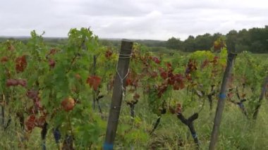 Sonbaharda Bordeaux Vineyard Havaalanı ve Vine, Yvrac, Gironde 'nin Mevcut Geyiği