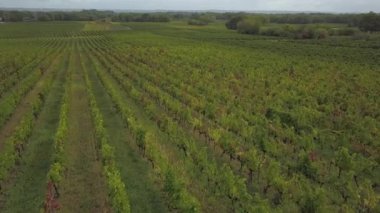 Sonbaharda Bordeaux Vineyard Havaalanı ve Vine, Yvrac, Gironde 'nin Mevcut Geyiği