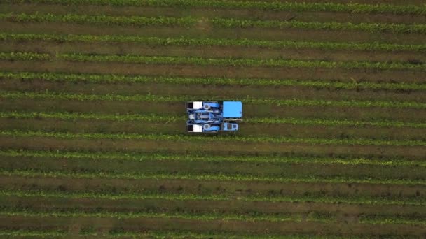 Frankrijk, Gironde, 26 september 2019, Mechanische oogst met vier machines voor de verkoop, Aoc Bordeaux, Wijngaard Bordelais, Gironde, Aquitaine — Stockvideo