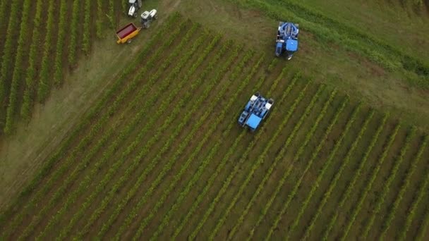 Francia, Gironda, septiembre, 26-2019, cosecha mecánica con cuatro máquinas para la venta, Aoc Bordeaux, Vineyard Bordelais, Gironde, Aquitania — Vídeos de Stock