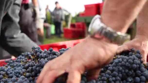 HARVEST GRAPE ROJO, FRESHLY CORT GRAPES after being HARVESTED, JUE DE RAISIN, BORDEAUX VINEYARD — Vídeos de Stock