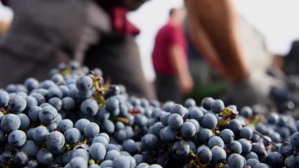 Szüret után vörös szőlő, frissen vágott szőlő, Jue De Raisin, Bordeaux Vineyard — Stock videók