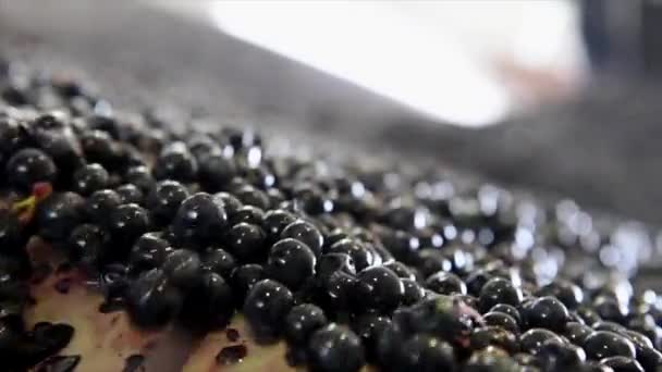 Frisch geschnittene Trauben nach der Ernte, Ankunft in den Tanks auf einer Sortiermaschine, Weinberg Bordeaux — Stockvideo