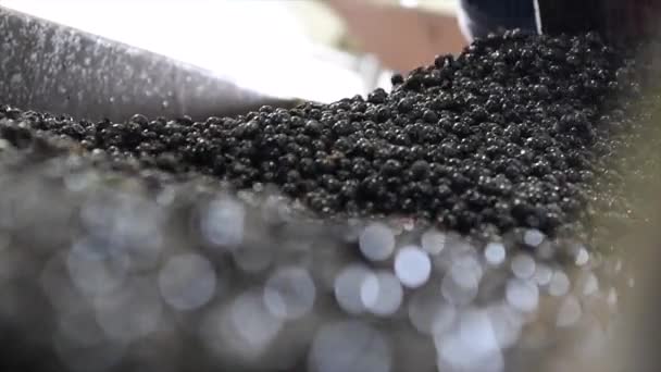 Nyklippta druvor efter att ha skördats, anländer i tankar på en sorteringsmaskin, Bordeaux Vineyard — Stockvideo
