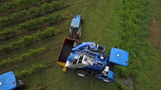 Frankrijk, Gironde, 26 september 2019, Mechanische oogst met vier machines voor de verkoop, Aoc Bordeaux, Wijngaard Bordelais, Gironde, Aquitaine — Stockvideo