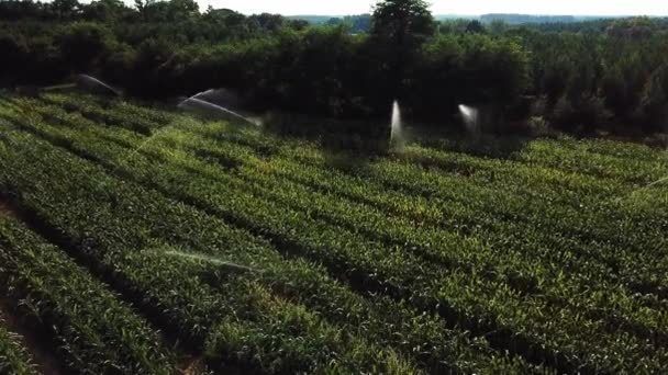 하늘을 보고, 옥수수, 노래기, 아키텐 들판에 물을 자동적으로 주는 모습 — 비디오