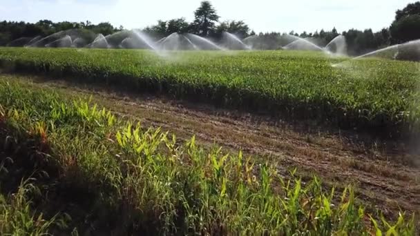 Повітряний вид, автоматичне поливання поля кукурудзи, Ланфеса, Аквітанії — стокове відео