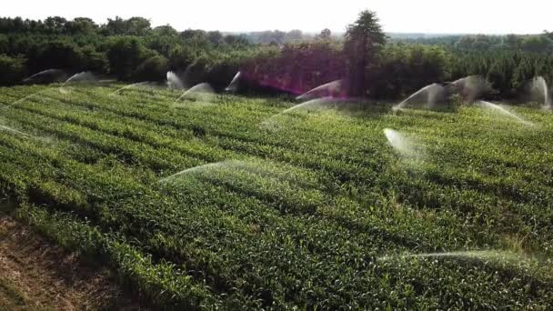 VISTA AERIAL, AGUA AUTOMÁTICA DE UN CAMPO DE CORN, LANFES, ACUITAINA — Vídeos de Stock