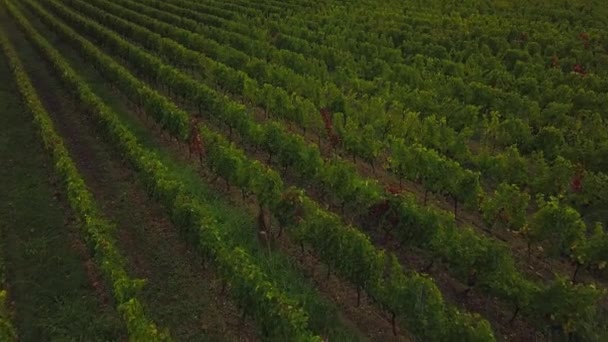 Luchtfoto uitzicht Bordeaux Wijngaard In het najaar en het huidige hert tussen de rangen van wijnstokken, Yvrac, Gironde — Stockvideo