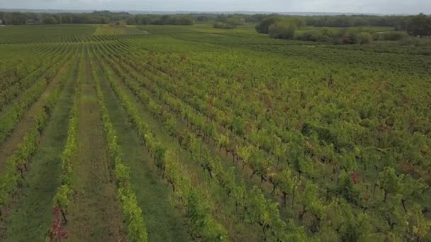 Luchtfoto uitzicht Bordeaux Wijngaard In het najaar en het huidige hert tussen de rangen van wijnstokken, Yvrac, Gironde — Stockvideo