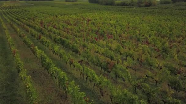 Flygfoto över Bordeaux vingård i höst och nuvarande rådjur mellan leden av vin, Yvrac, Gironde — Stockvideo