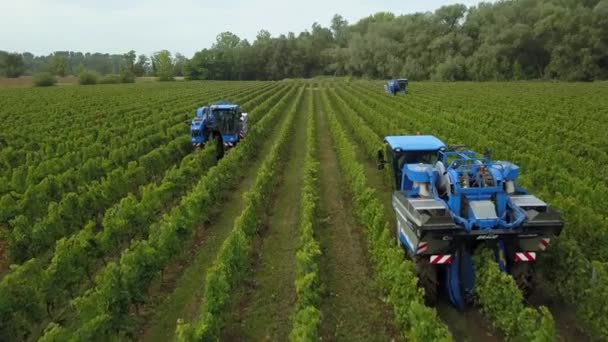 Frankrike, Gironde, september, 26-2019, Mekanisk skörd med fyra maskiner till salu, Aoc Bordeaux, Vineyard Bordelais, Gironde, Aquitaine — Stockvideo