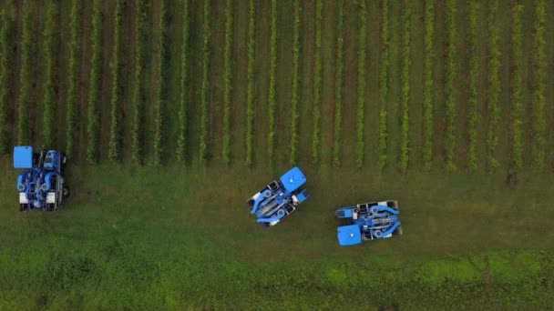 Frankrijk, Gironde, 26 september 2019, Mechanische oogst met vier machines voor de verkoop, Aoc Bordeaux, Wijngaard Bordelais, Gironde, Aquitaine — Stockvideo