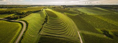 Fransa, Charente, Saint Preuil, Vue aerienne du vigNoble de Cognac