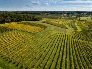 Fransa, Charente, Saint Preuil, Vue aerienne du vigNoble de Cognac