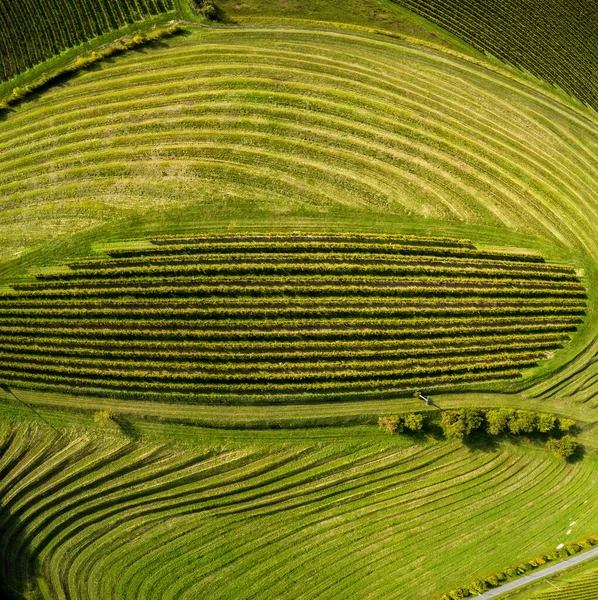 Francja, Charente, Saint Preuil, Vue aerienne du vignoble de Cognac — Zdjęcie stockowe