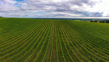 Hava manzarası, Günbatımı manzarası, Bordeaux şaraphanesi, Langoiran, Gironde, Fransa