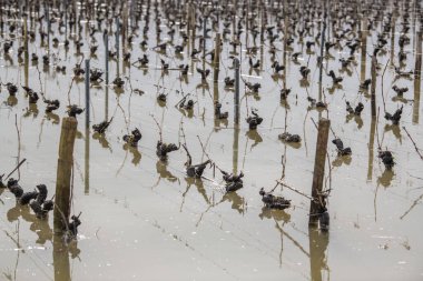 LANGOIRAN, LANGOIRA KUŞAĞI 'NIN Akışı, GARONNE Nehrinden Suyun Yükselişi, Mart 2020, Çukur ÇAkışı