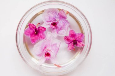 Pembe orkide çiçekleri suda yüzer.