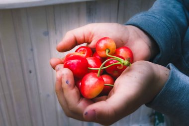 Küçük bir çocuk ağaçtan bir kiraz kopardı ve onu elinde tutarak gösterdi.