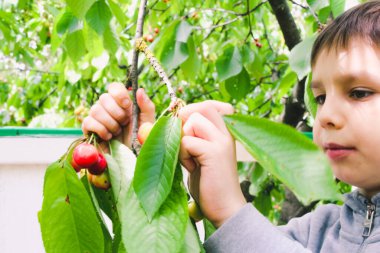 Küçük çocuk bahçedeki bir ağaçtan kirazları koparıp yiyor.