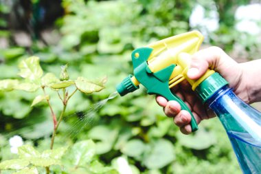 Çocuk ev çiçeklerini nemlendiriyor, sprey şişesinden serpiyor.