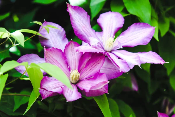 Красиві Ніжні Фіолетові Клематиси Саду — стокове фото