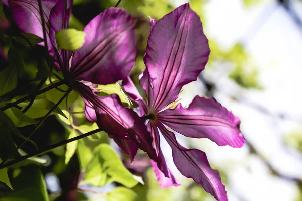 Beautiful Delicate Purple Clematis Flowers Garden — Stock Photo, Image